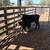 3 calfs 4 thumbnail