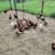 Chickens 3 thumbnail