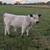 Zeus! (White Dexter/Jersey Bull Calf) 1 thumbnail