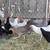 Chickens 3 thumbnail