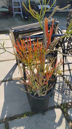 Firestick Euphorbia in 5 gallon 1