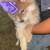 Chow chow puppies (Females only) 1 thumbnail