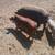 Tamworth cross pigs 3 thumbnail