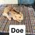 Mini Rex Babies 3 thumbnail