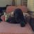 Pet/House Sitting - I have a passion for animals 10 thumbnail