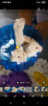 Dwarf  hamster (Phoenix)63905905900419121