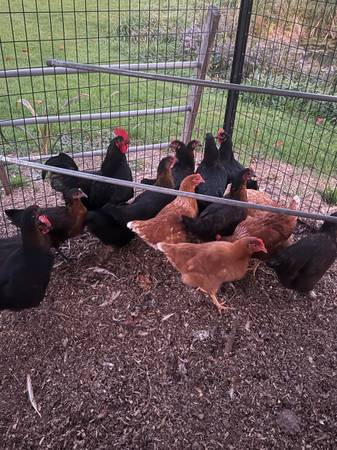 Chickens 1