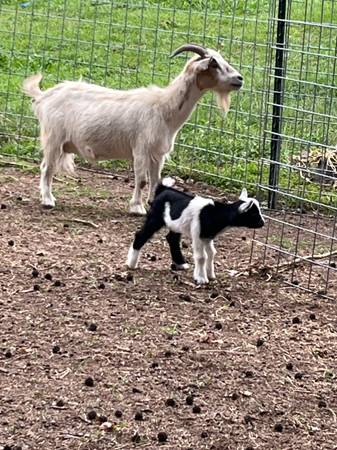 Goats (Dothan)63929352284291120