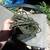 TRAP crawdad water lake river metal w rope 5 thumbnail