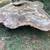 English walnut tree 2 thumbnail