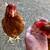 Hens 3 thumbnail