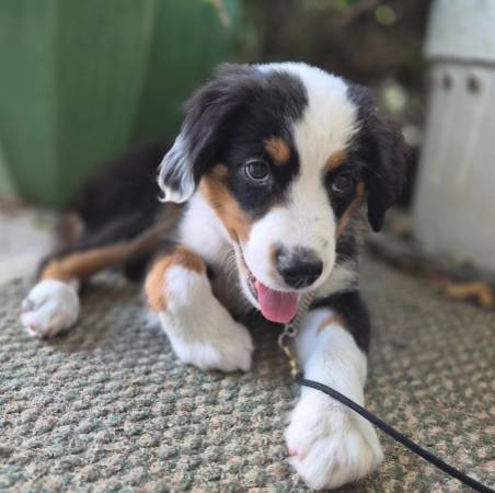 MINIATURE AUSTRALIAN SHEPHERD en adopción (pittsburg / antioch)63862000629633124