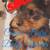 YORKSHIRE TERRIER PUPPIES 3 thumbnail