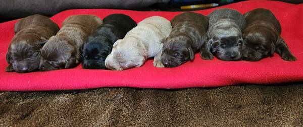 Lab puppies 1