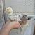 2 PEACHICKS 1 thumbnail