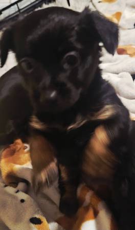 Cachorros Chiweenie (Murfreesboro)63924991729922122