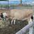 Friendly cows 1 thumbnail