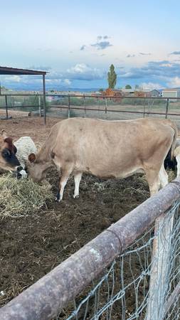 Friendly cows 1