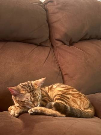 Bengal cat 1