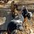 Downsizing Herd 2 thumbnail