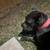 Cane Corso / cocker spaniel/ Indian Ring Neck parrot 5 thumbnail