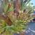 ENORMOUS Staghorn fern 3 thumbnail