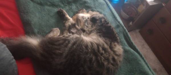 Gato macho atigrado y esponjoso perdido (Vancouver)63842371506817123