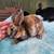 Mini rex 3 thumbnail