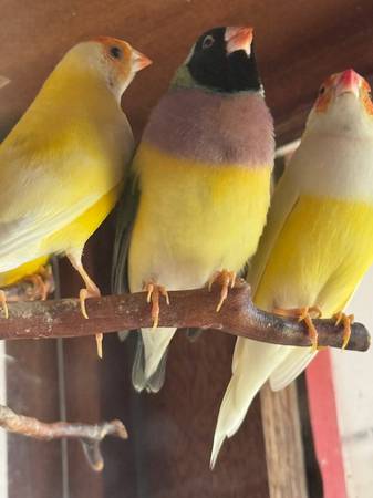 Yellow Gouldian Finch Hen (Winnetka)63961118564995120