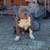 Female American bully 4 thumbnail