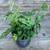 Monstera adansonii / swiss cheese plant in 1 gallon plastic pots 3 thumbnail
