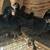 Young Midnight Majesty MARANS Pullets 3 thumbnail