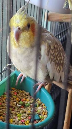 Rehoming 3 cockatiels 1