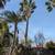 🌲🌴TREE  SERVICE (916 904-9934🌳🌴 8 thumbnail