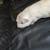 Guinea pigs 2 thumbnail