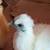Silkies 1 thumbnail