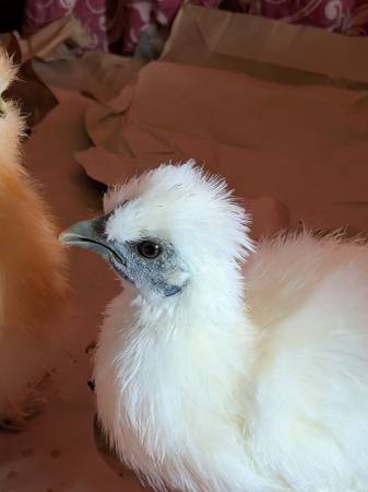 Silkies 1
