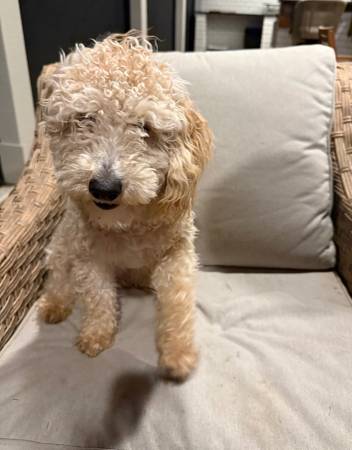 Male Toy Poodle DOB 4/23/25