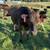 Wagyu cattle 19 thumbnail