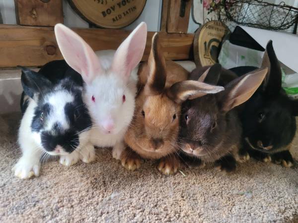 Satin bunny rabbits 1