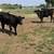 Steer calves 5 thumbnail