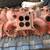 396 427 factory Holley intakes dated 65 6 and 7 5 thumbnail