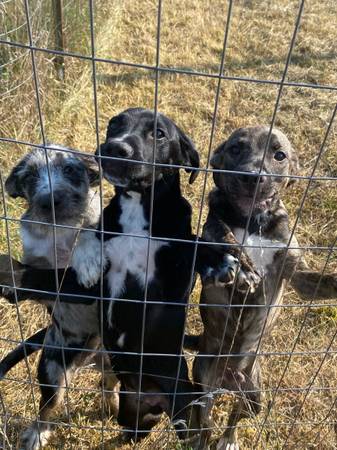 Cachorros (Ray)634723369603871227