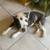 Boston terrier male -1 and 11 months born. 11-04-2023 5 thumbnail