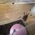 Downsizing tarantula collection 3 thumbnail