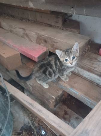 Kittens-7 weeks old 1