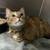 Spayed, Declawed, Female cat (Schuylkill county area) 4 thumbnail