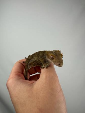 Femal Phantom Gecko 1