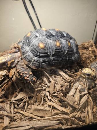 Tortugas de Pies Rojos Disponibles para Adopción (Chesapeake)63882831854595120