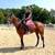 Home Run of a Horse 1 thumbnail